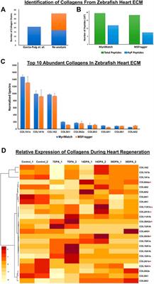 Comprehensive Mapping and Dynamics of Site-Specific Prolyl-Hydroxylation, Lysyl-Hydroxylation and Lysyl O-Glycosylation of Collagens Deposited in ECM During Zebrafish <mark class="highlighted">Heart Regeneration</mark>